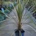 Cordyline Australis Variegated 60-80 cm buy online UK.