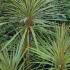 Cordyline Variegated, Buy Plants Online, UK