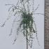 Cork Oak - Quercus Suber 1.5-1.75 m buy online UK.