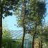 Quercus Suber, the Cork Oak is a rounded evergreen oak tree with thick corky bark. 