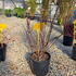 cosa 80-100 cm buy online UK.