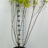 Cornus Alba Aurea Golden Dogwood Tree 80-100 cm buy online UK.