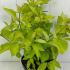 Cornus Alba Aurea Golden Dogwood Tree 50-60 cm buy online UK.