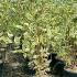 Cornus Alba Elegantissima 60-80 cm buy online UK.
