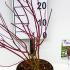 Cornus Alba Elegantissima 30-40 cm buy online UK.