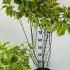 Cornus Alba Gouchaultii 60-80 cm buy online UK.