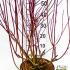 Cornus Alba Gouchaultii 80-100 cm buy online UK.