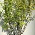 Cornus Alba Gouchaultii 1.25-1.5 m buy online UK.