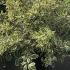 Cornus Alba Ivory Halo Variegated Dogwood 80-100 cm buy online UK.