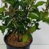 Cornus Alba Kesselringii White Dogwood  60-80 cm buy online UK.
