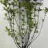 Cornus Alba Kesselringii White Dogwood  1-1.25 m buy online UK.