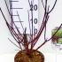 Cornus Alba Kesselringii White Dogwood  30-40 cm buy online UK.