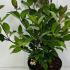 Cornus Alba Kesselringii White Dogwood  50-60 cm buy online UK.