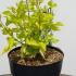 coam 50-60 cm buy online UK.
