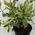 Cornus Alba Miracle Red-Barked Dogwood 30-40 cm buy online UK.