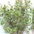 coam 1.5-1.75 m buy online UK.