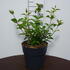 casp 30-40 cm buy online UK.