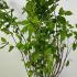 cas 1-1.25 m buy online UK.
