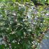 Cornus Alba Sibirica Siberian Dogwood 1.25-1.5 m buy online UK.