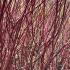 Cornus Alba Sibirica Siberian Dogwood in Winter
