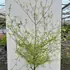 calt 1.75-2 m buy online UK.