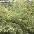 Cornus Alternifolia Argentea 1.5-1.75 m buy online UK.