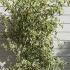 Cornus Alternifolia Argentea 1.25-1.5 m buy online UK.