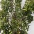 caeoc 1.25-1.5 m buy online UK.