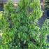 Cornus Angustata Empress of China Dogwood 1-1.25 m buy online UK.