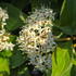 Cornus Baton Rouge dogwood with bright red stems and green summer foliage