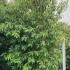 Cornus Capitata Himalayan Dogwood 3-3.5 m buy online UK.