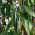 Cornus Capitata Himalayan Dogwood Evergreen Dogwood Tree