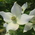 Cornus China Girl tree with showy white floral bracts in late spring