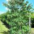 Cornus Controversa Giant Dogwood 2-2.5 m buy online UK.
