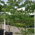 Cornus Controversa Giant Dogwood 2.5-3 m buy online UK.
