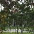 Giant Dogwood Tree Cornus Controversa Pagoda