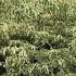 corn 1.5-1.75 m buy online UK.