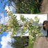 corn 2-2.5 m buy online UK.