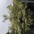 corn 2-2.5 m buy online UK.