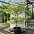 corn 2-2.5 m buy online UK.