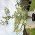 corn 2.5-3 m buy online UK.