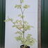 corn 2-2.5 m buy online UK.
