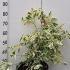 Cornus Controversa Variegata (Wedding Cake Tree) 60-70 cm buy online UK.
