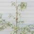 Cornus Controversa Variegata (Wedding Cake Tree) 1-1.25 m buy online UK.