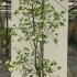 Cornus Eddie