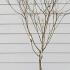 Cornus Florida Cloud Nine 50-60 cm buy online UK.