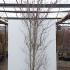 Cornus Florida Cloud Nine 3-3.5 m buy online UK.