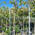 cornflorclounin 2.75-3.25 m buy online UK.