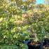 Cornus Florida Daybreak Flowering Dogwood  2-2.5 m buy online UK.
