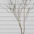 Cornus Florida F Rubra 1.25-1.5 m buy online UK.